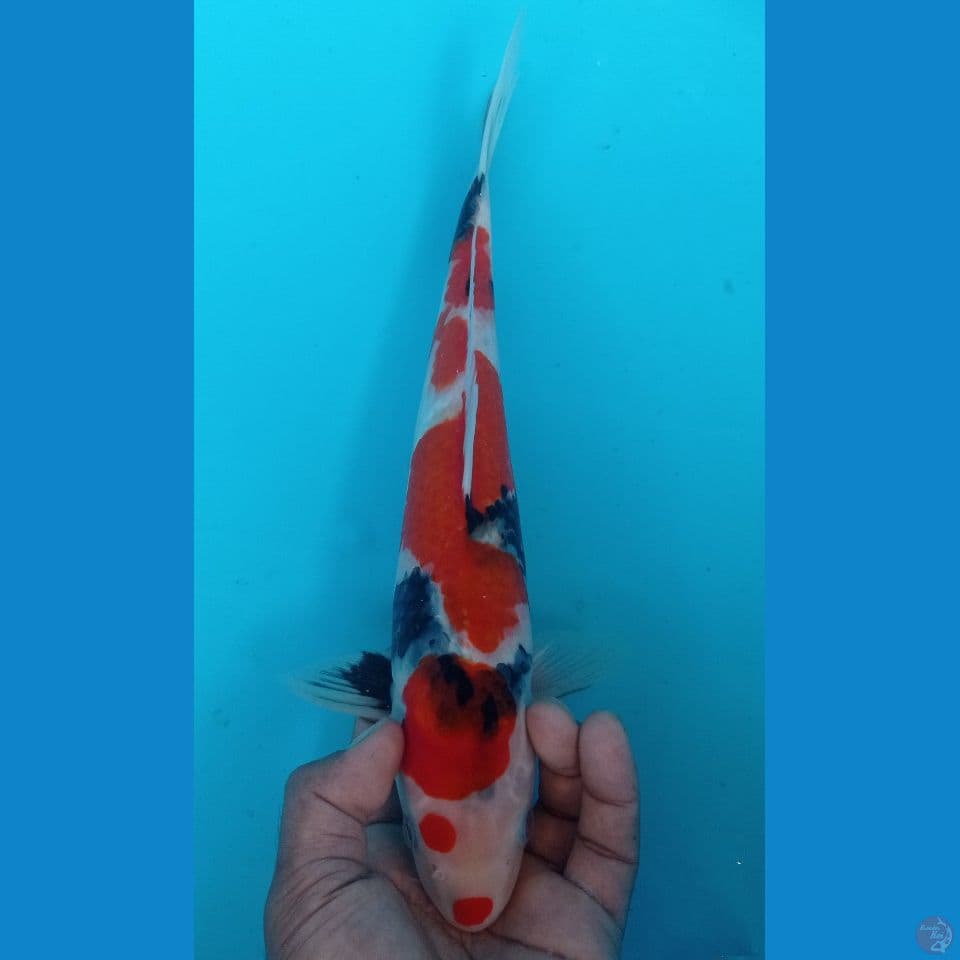 SHOWA 34CM