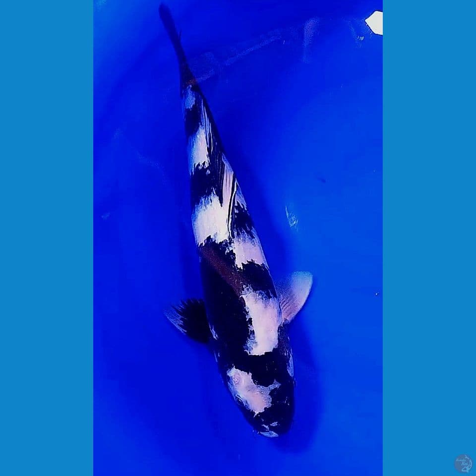 42cm shiro papan catur DNA import
