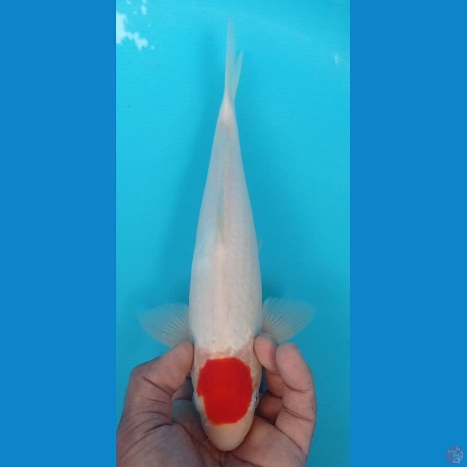 TANCO KOHAKU 32CM