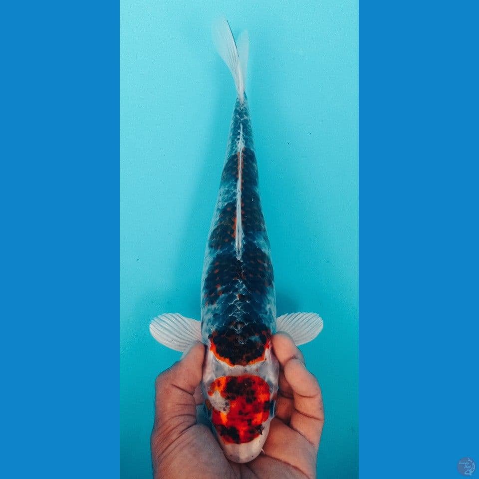 GINGA 34CM