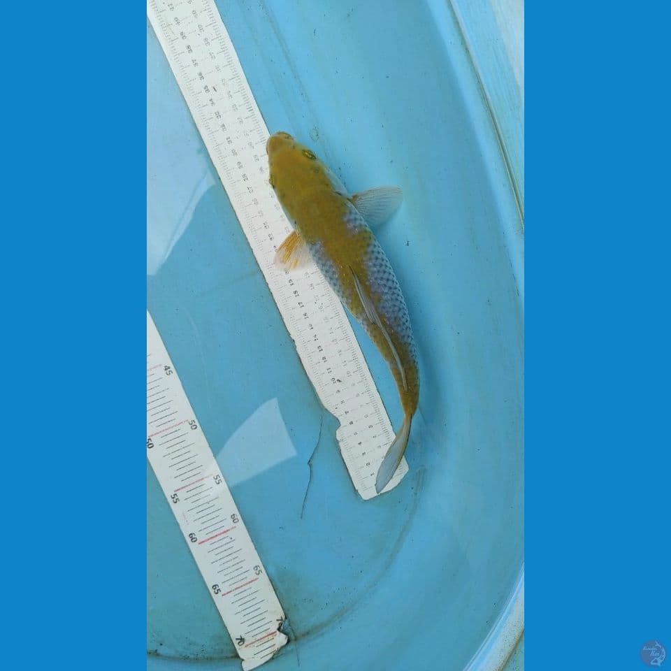 ochiba inazoma 30 cm