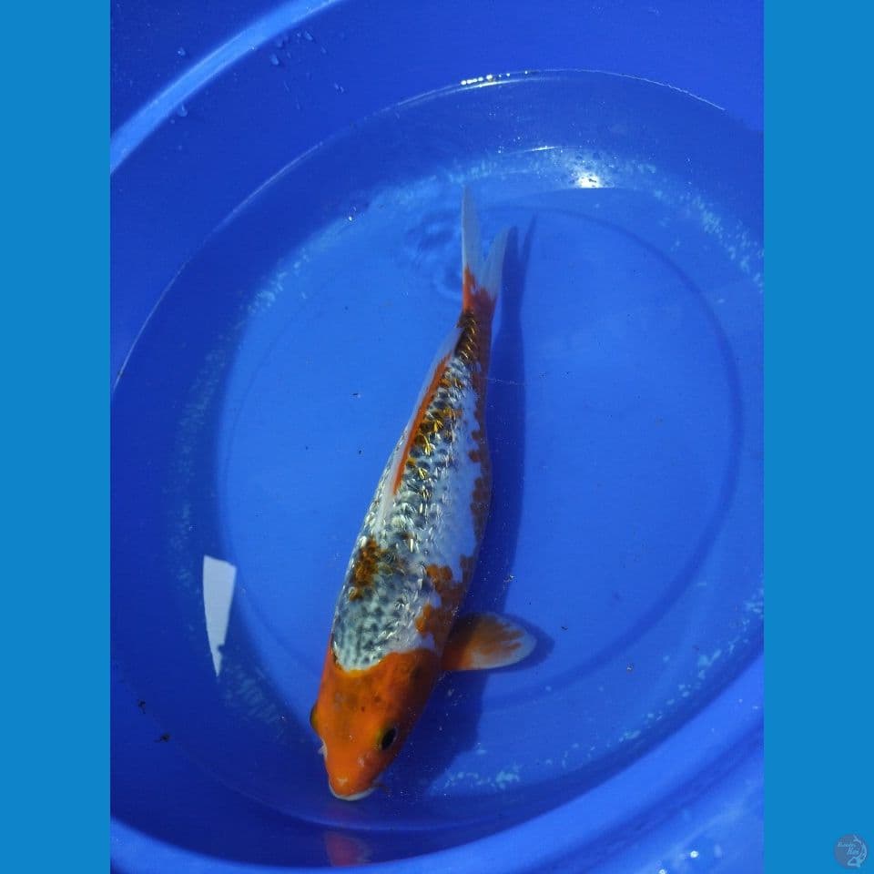 Sabikoyo Ginrin 33cm