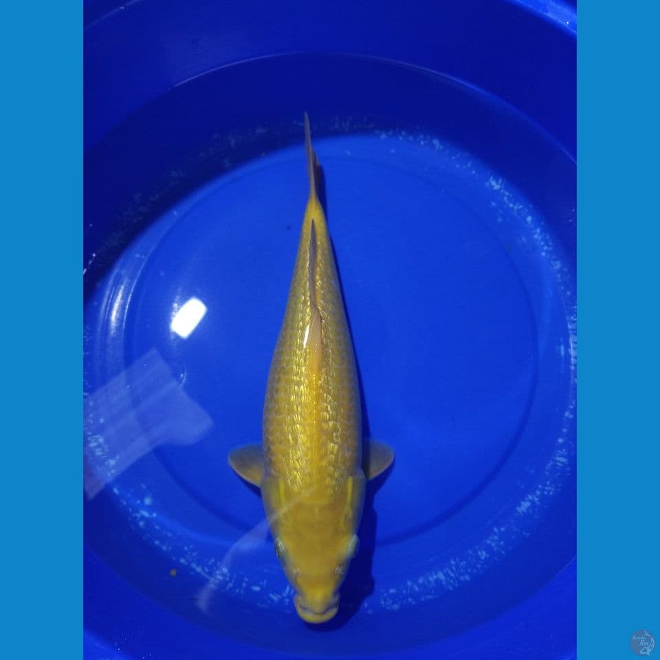 Karasi Full Ginrin 35cm