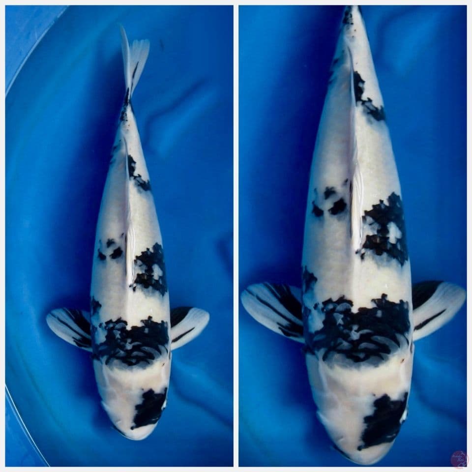Siro Sakai F1 54cm