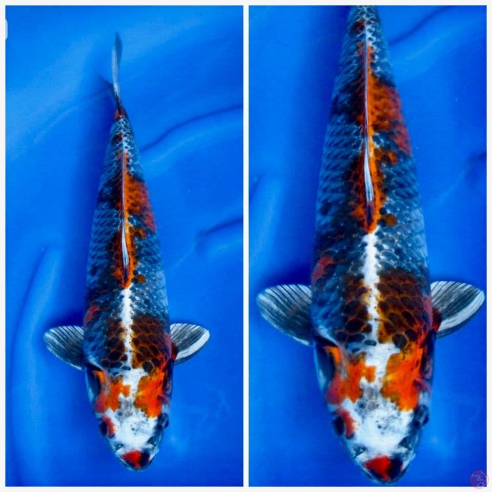 Kg showa Marusai f1 47cm