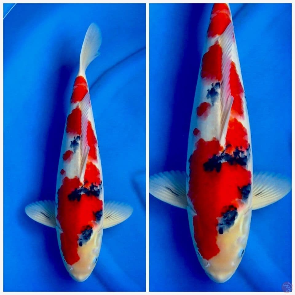 Sanke jumbo 52cm