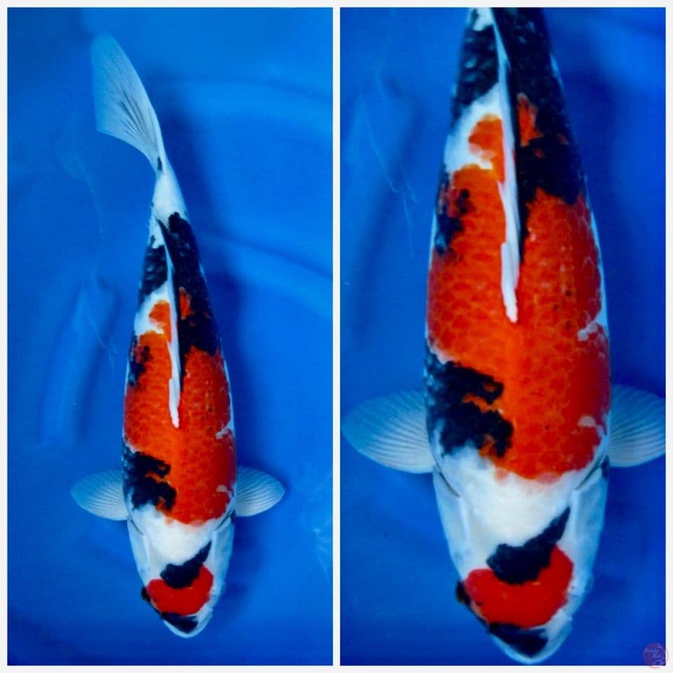 Showa maruten ori 55cm