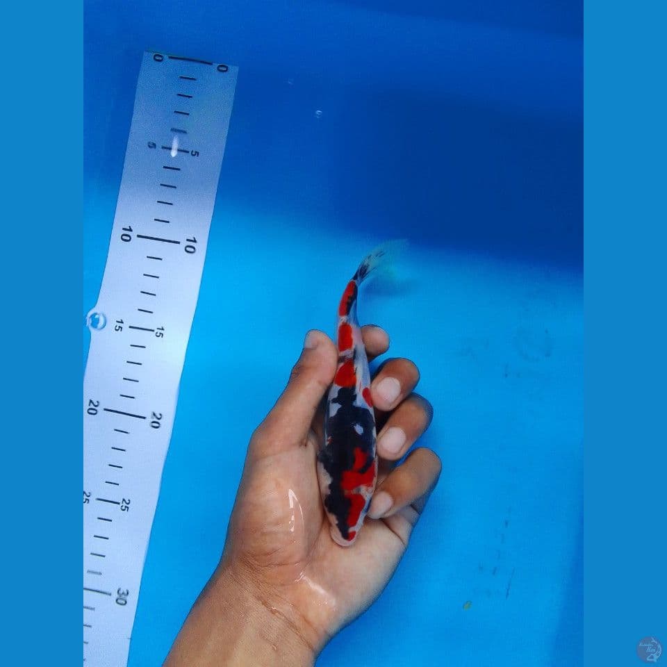 showa doitsu murni 16 cm