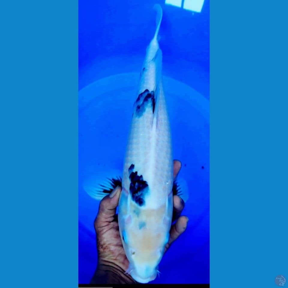 Jumbo Shiro tategoi