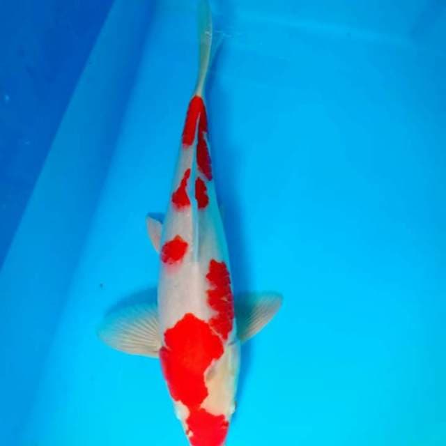 Kohaku 42 cm
