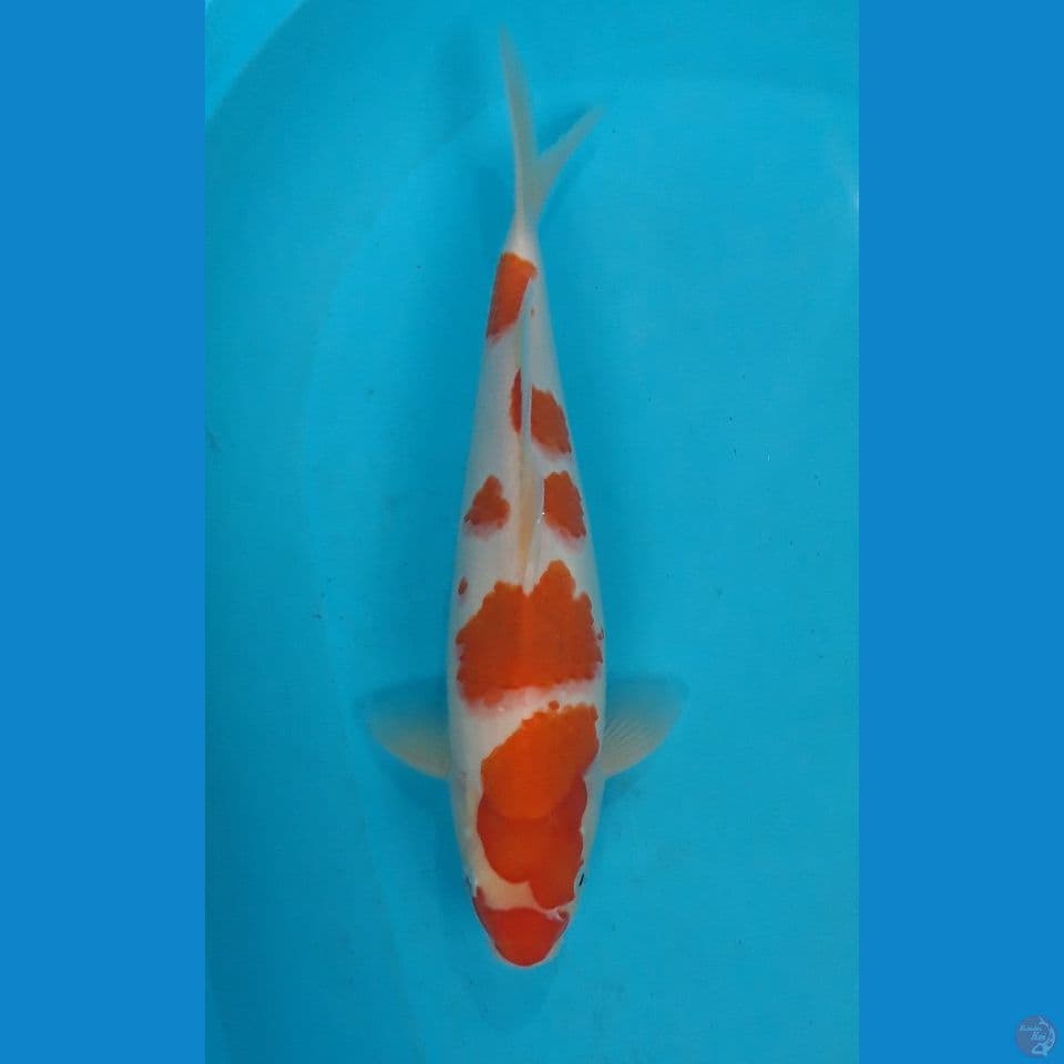 KOHAKU 33CM MALE