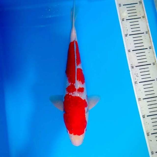 Kohaku 40 cm