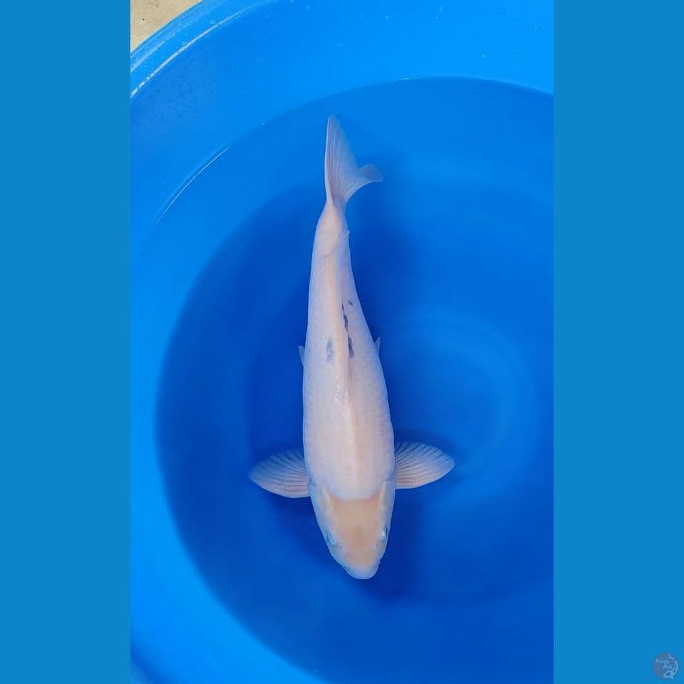 Shiro 47cm Jantan Punuk Unta