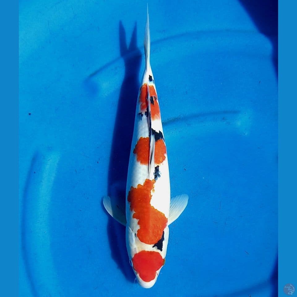 MARUTEN SANKE TSUBOSUMI 42CM