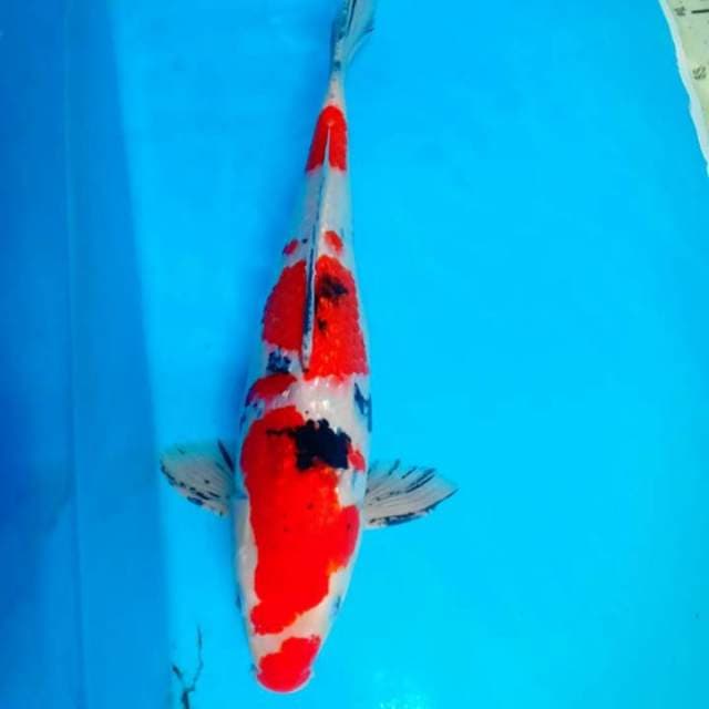 Sanke 43 cm