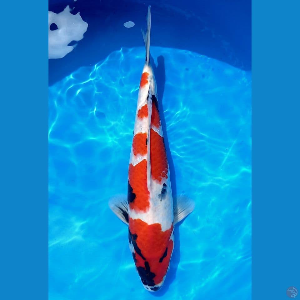 SHOWA TATEGOI 39CM