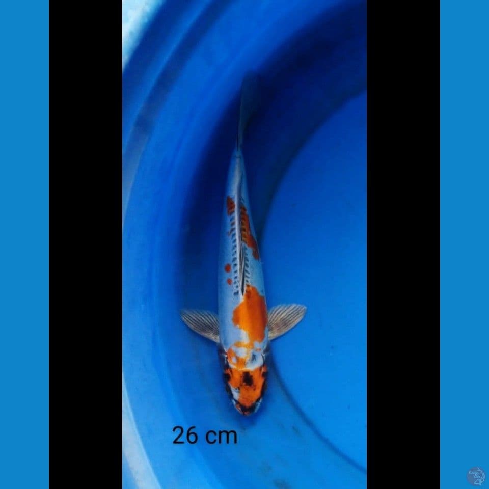 Kikokyuryu 26 cm