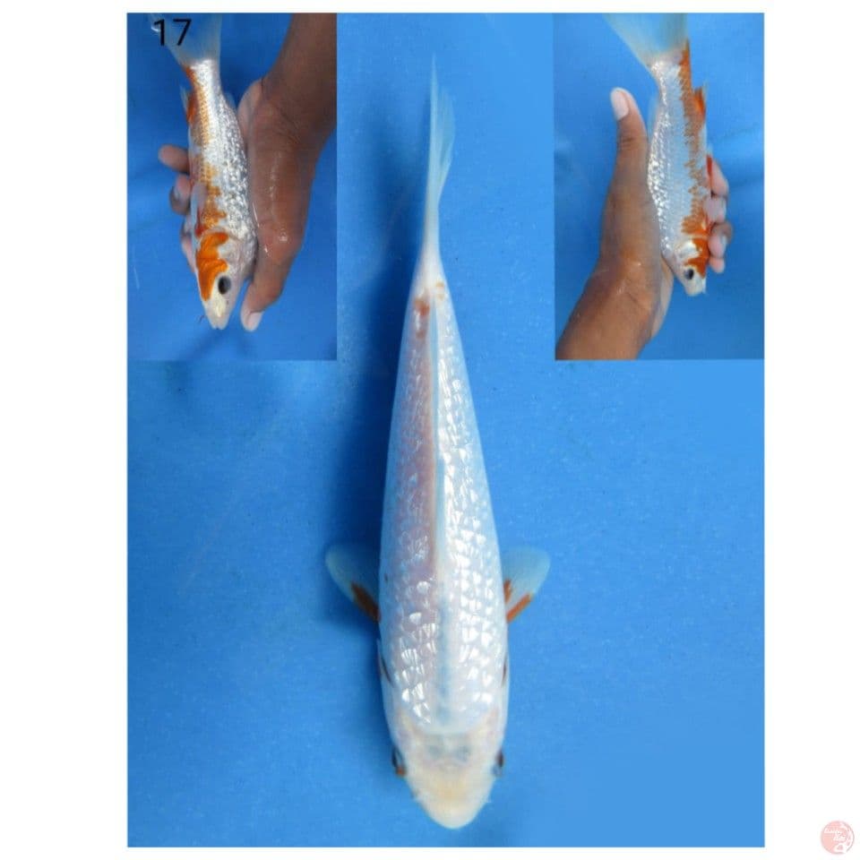 17cm, Yuki full ginrin