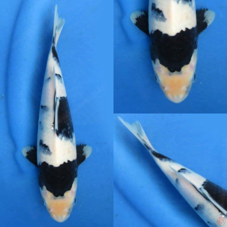 25cm, Shiro pekat