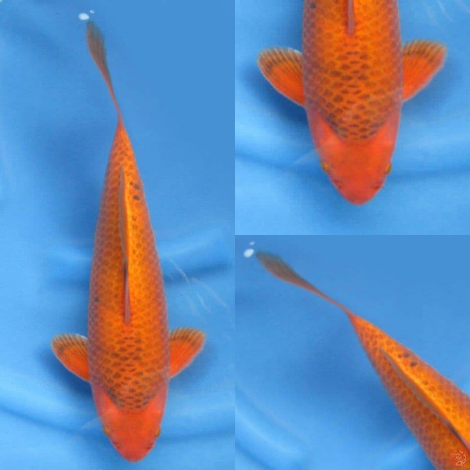 35cm, Chagoi karamel