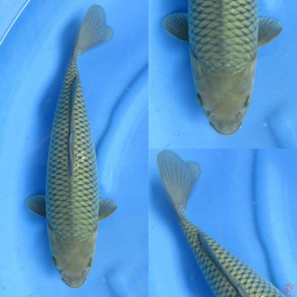 40cm, Marudo chagoi