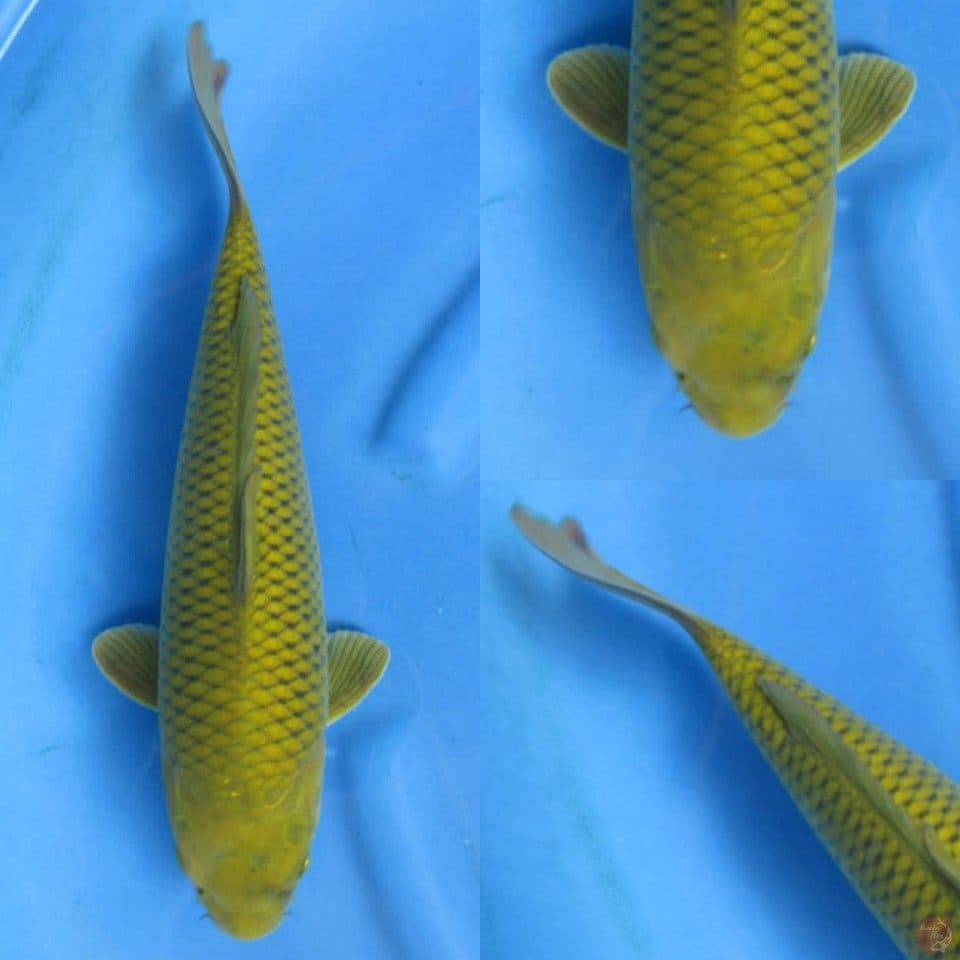 37cm, Midori jinak