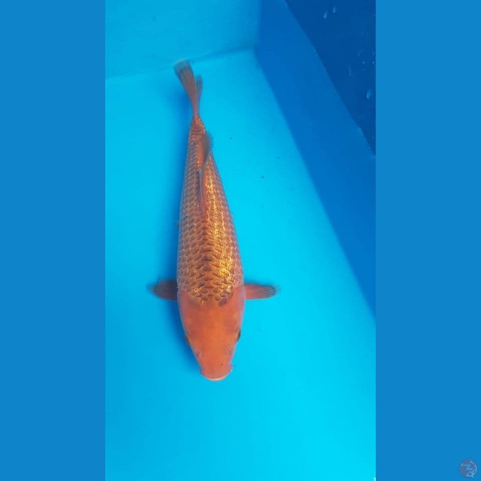karamel