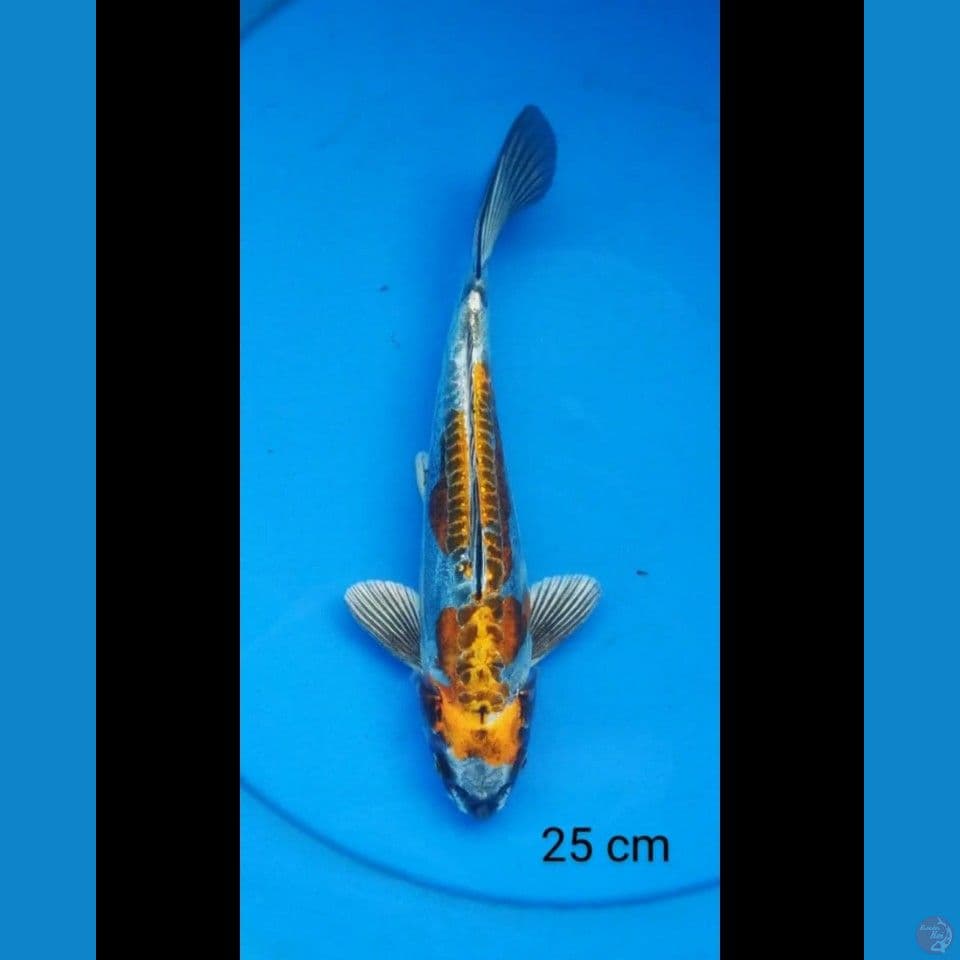 Kiko 26 cm
