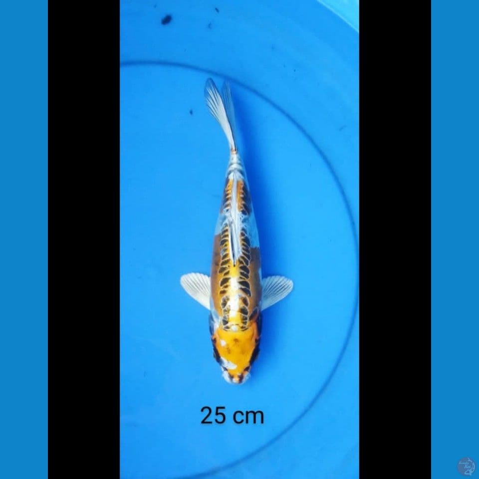 Kiko 25 cm