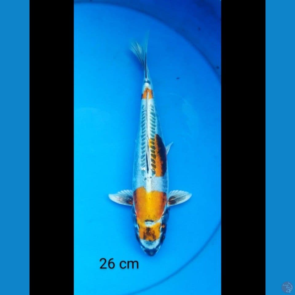 Kiko 26 cm
