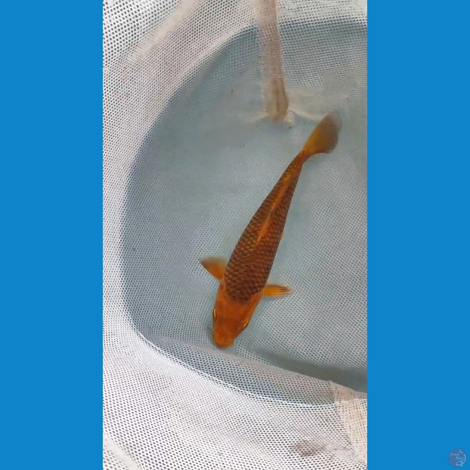 CARAMEL 20CM