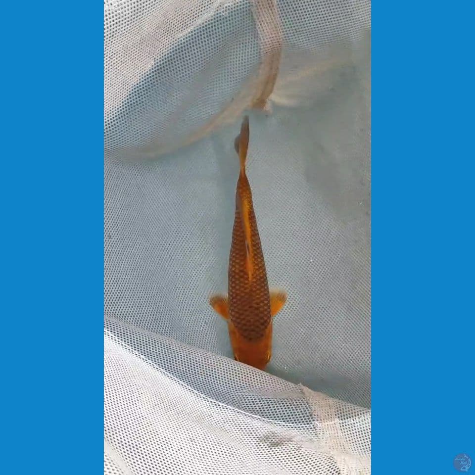 CARAMEL 20CM