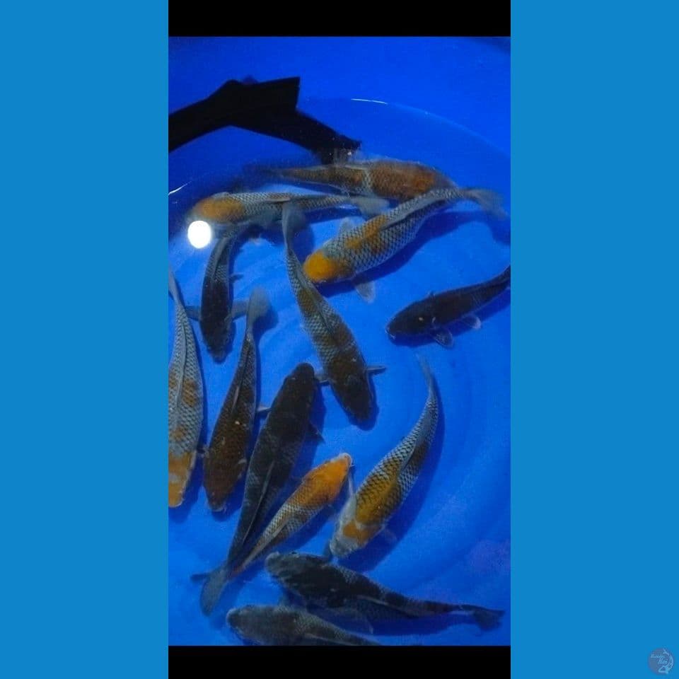 ociba 30 37 cm 13 ekor