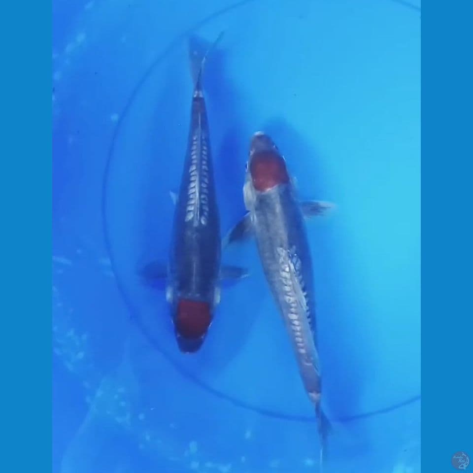 tc ochiba doit original 29,30cm