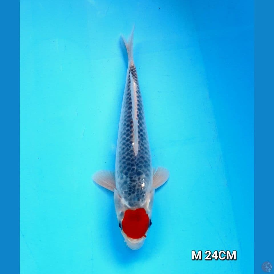 tc goshiki original male 24cm
