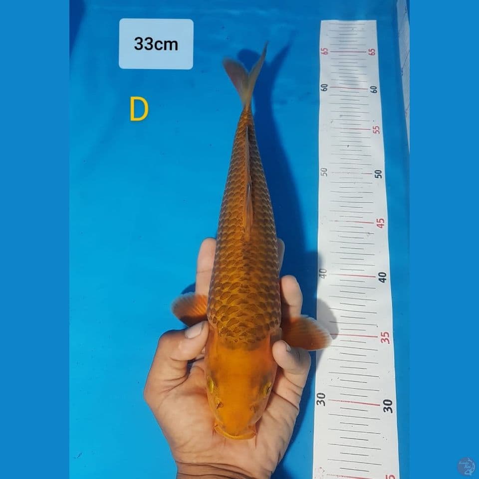 caramel