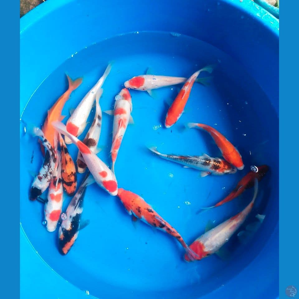 mix 15ekor 17-23cm