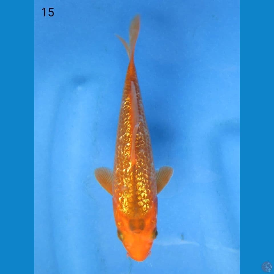 15cm - Matsuba ginrin