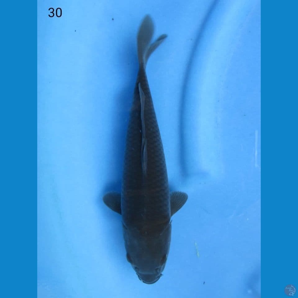 30cm - Karashugoi