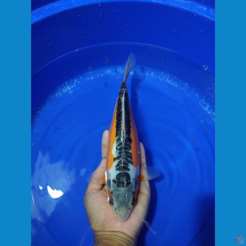 SHUSHUI 27CM