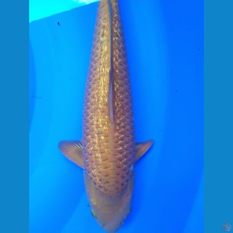 Caramel