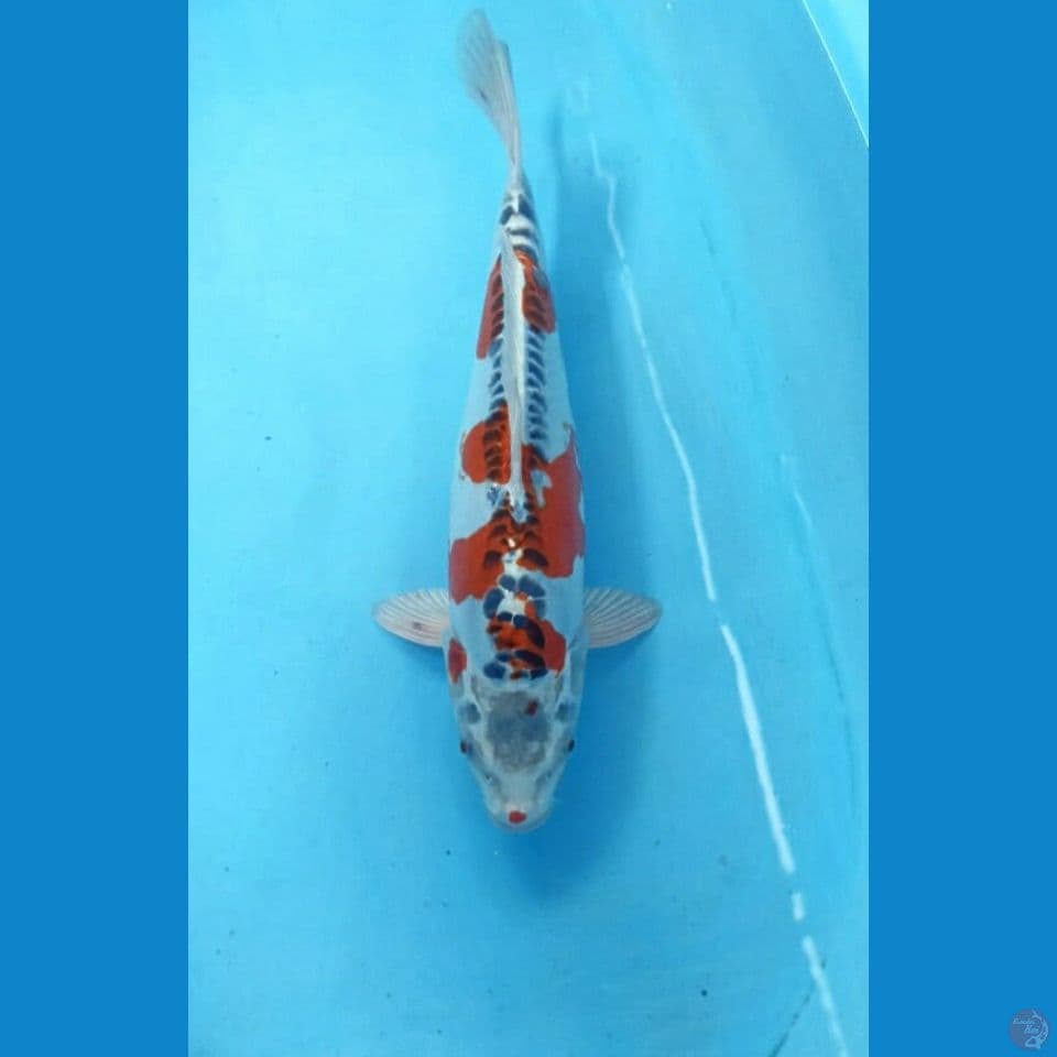 Kujaku doit 34cm