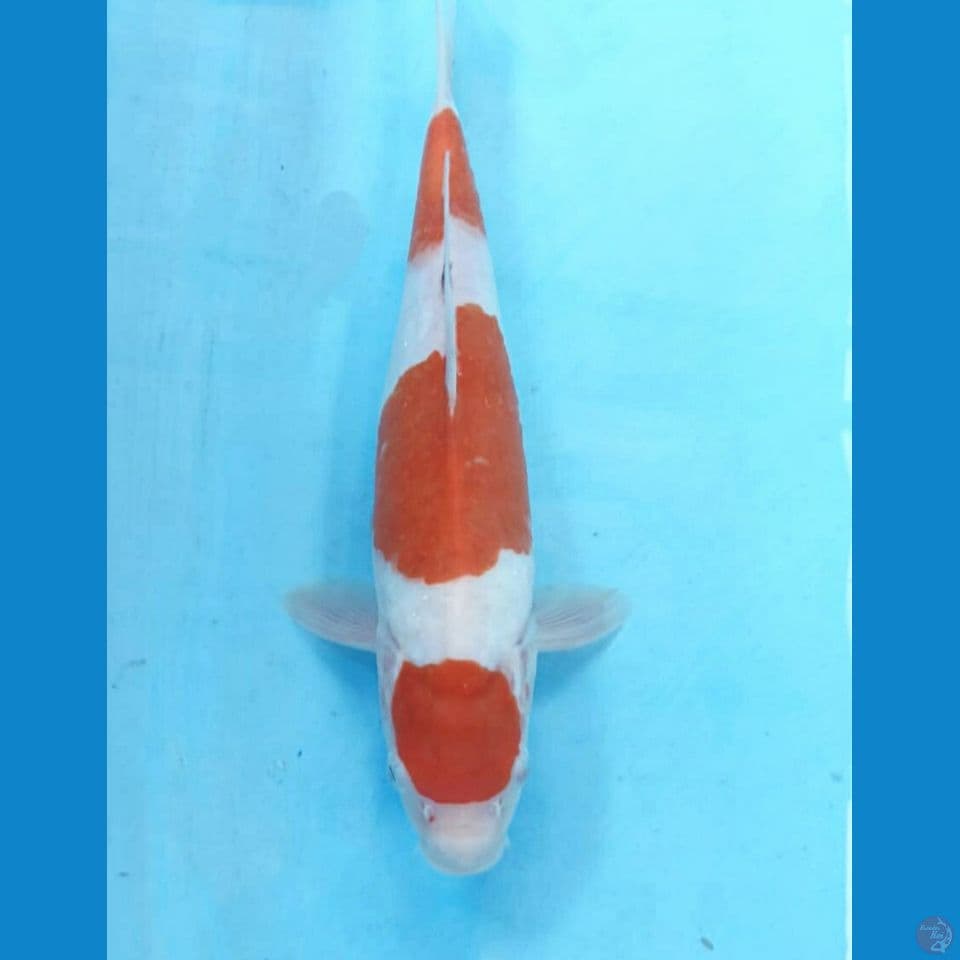 Kohaku 29cm