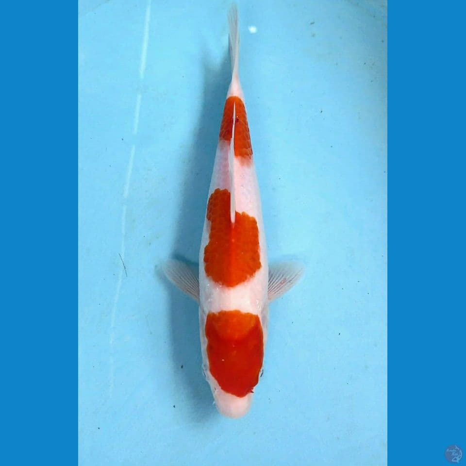 kohaku, 25 cm