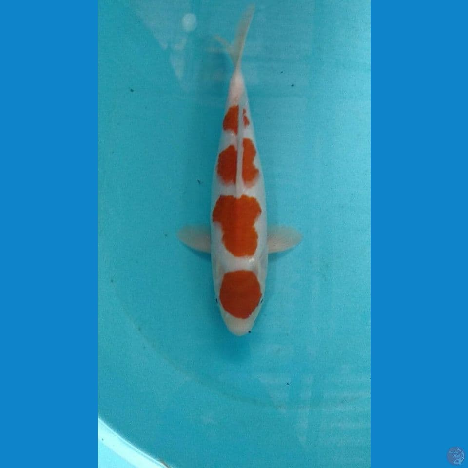 maruten kohaku 30 cm