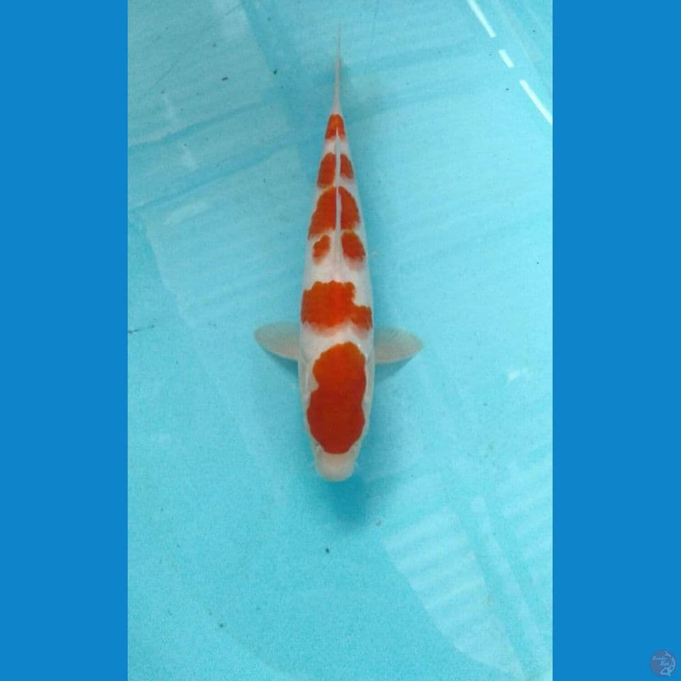 kohaku 29cm