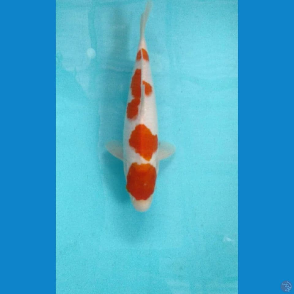 kohaku 27cm