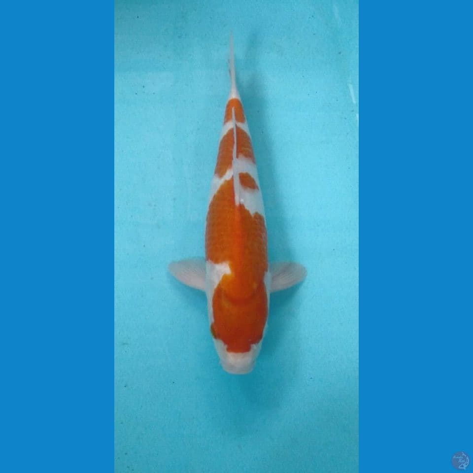 kohaku 34cm