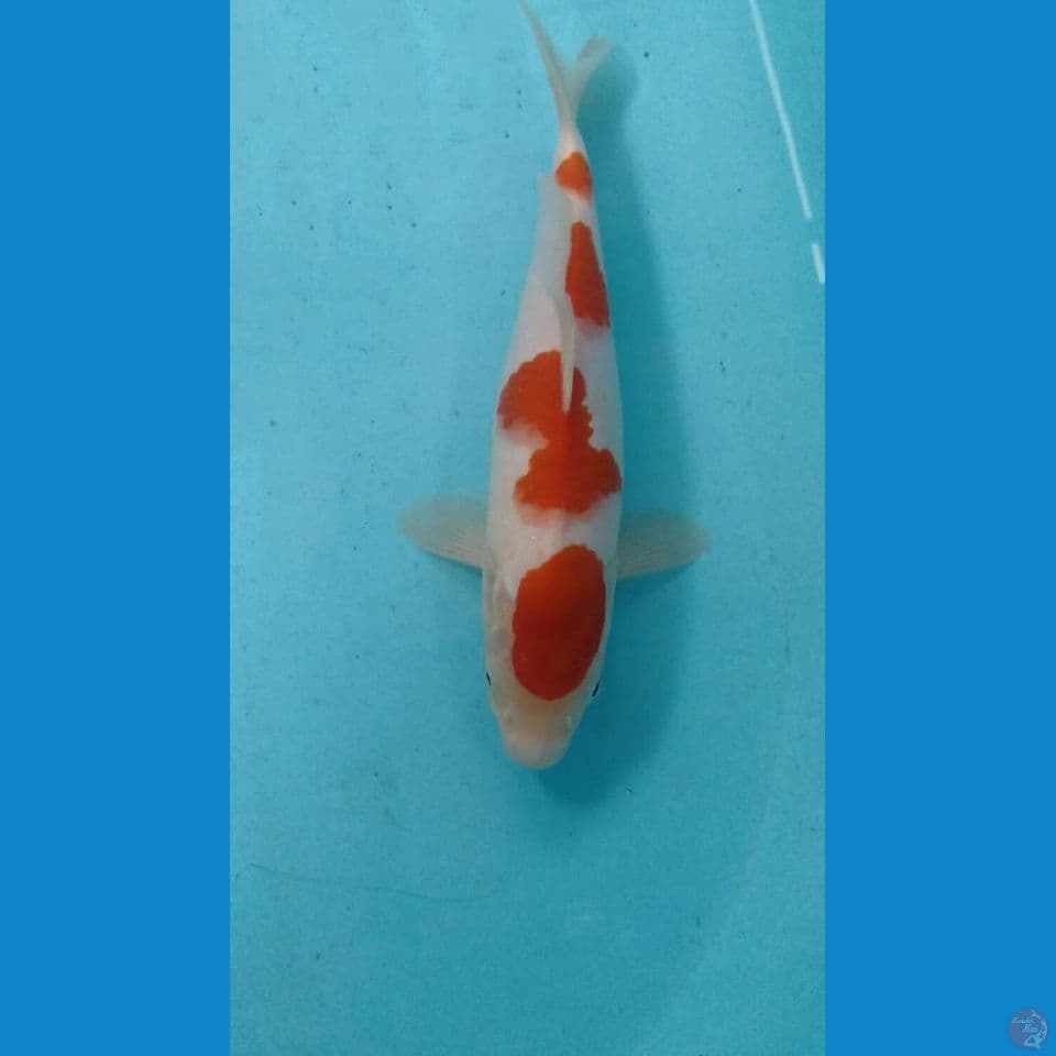 kohaku 27cm