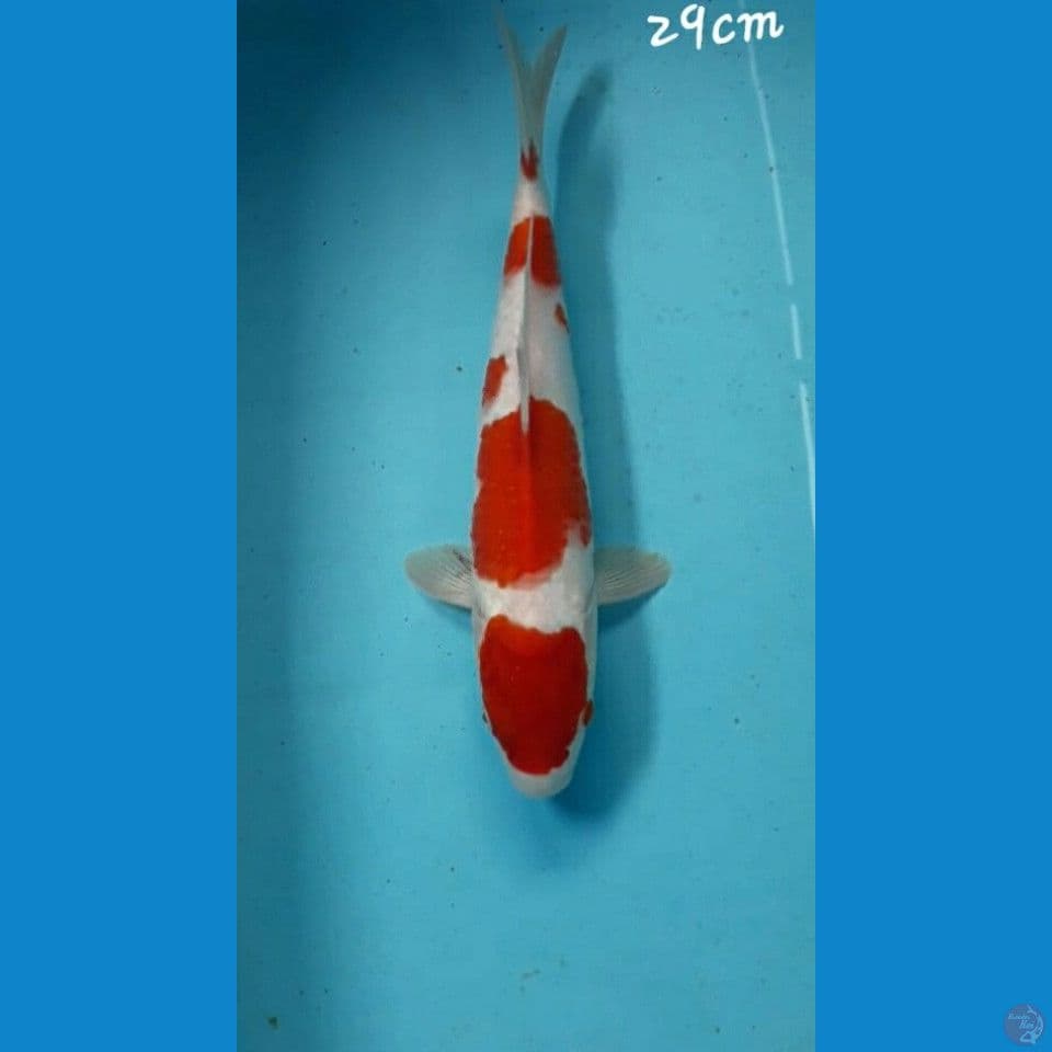 Kohaku 29cm